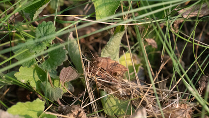grasshopper in the grass
