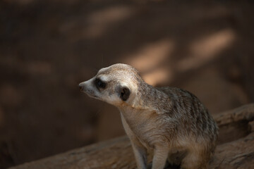 meerkat on the lookout