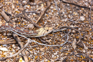 Male and female Sonoran gopher snakes, Pituophis catenifer affinis, busy reproducing and making baby snakes in the Sonoran Desert. Two large reptiles copulating. Pima County, Tucson, Arizona, USA. 