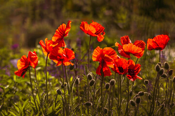 Red poppy flowers blooming in the morning sun in the garden   Shallow depth of field. Floral background.