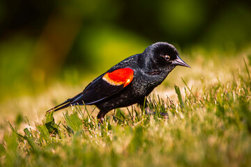  Male red-winged blackbird  in a warm morning sun,  perching in the grass, blurred background with beautiful bokeh