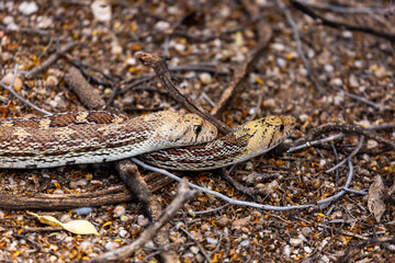 Male and female Sonoran gopher snakes, Pituophis catenifer affinis, busy reproducing and making baby snakes in the Sonoran Desert. Two large reptiles copulating. Pima County, Tucson, Arizona, USA. 