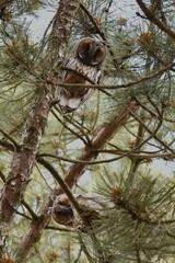 Two cute fledglings of long-eared owl (Asio otus) in their typical tawny color with mixed in grayish and brownish tones curiously peeping down from a pinetree in Southern Germany
