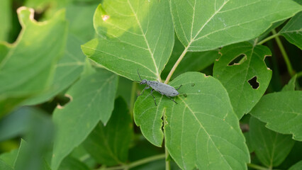 bug on a leaf