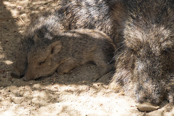 Peccary with babies