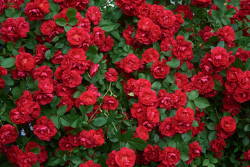 Naklejka premium beautiful red roses in garden