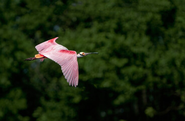 Roseate Spoonbill in flight with wings in downstroke and trees in background