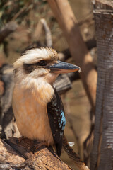Laughing kookaburra bird close-up