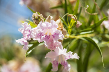 Chilopsis linearis, desert willow pink flower blossom close-up