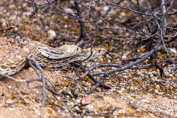 Male and female Sonoran gopher snakes, Pituophis catenifer affinis, busy reproducing and making baby snakes in the Sonoran Desert. Two large reptiles copulating. Pima County, Tucson, Arizona, USA. 