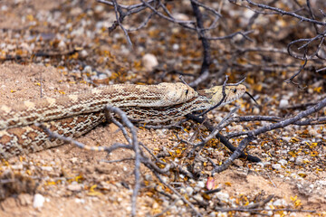 Male and female Sonoran gopher snakes, Pituophis catenifer affinis, busy reproducing and making baby snakes in the Sonoran Desert. Two large reptiles copulating. Pima County, Tucson, Arizona, USA. 