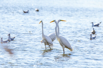 Great Egrets in Longfeng wetland of Daqing city Heilongjiang province, China.