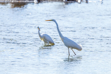 Great Egrets in Longfeng wetland of Daqing city Heilongjiang province, China.