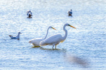 Great Egrets in Longfeng wetland of Daqing city Heilongjiang province, China.