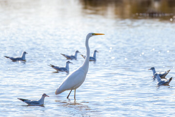 Great Egrets in Longfeng wetland of Daqing city Heilongjiang province, China.