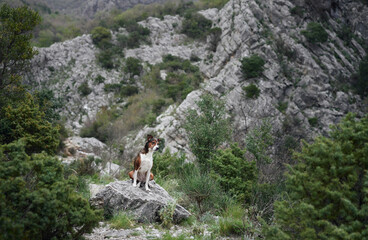 mix dog on the background of the mountains. Traveling with a pet in nature