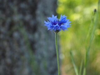 blue cornflower in the field of Polish countryside