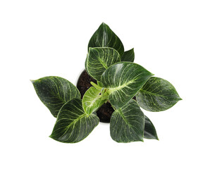 Beautiful philodendron plant on white background, top view. House decor