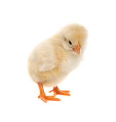Fototapeta premium Cute fluffy baby chicken on white background