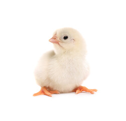 Obraz premium Cute fluffy baby chicken on white background