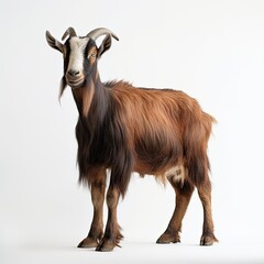 Fototapeta premium portrait Toggenburg goat isolated on white made with Generative AI