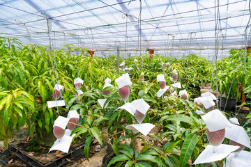 マンゴー畑(ビニールハウス栽培)