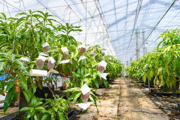 マンゴー畑(ビニールハウス栽培)