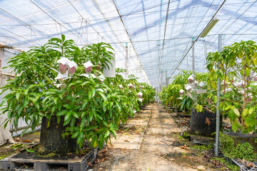 マンゴー畑(ビニールハウス栽培)