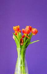Beautiful orange tulips in glass vase on purple background. Glass vase with bouquet of orange tulips purple background