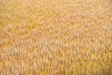 麦畑　wheat field