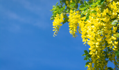 Background with blue sky and yellow wisteria