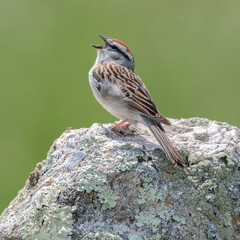 Chipping Sparrow vocalizing in Slocum River Reserve, Dartmouth, Massachusetts