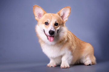 A well-groomed corgi puppy looks into the camera on a dark blue background. Studio photo. The concept of pet care