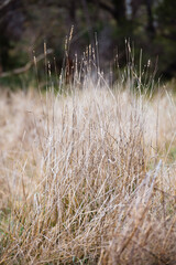 dry grass in the morning
