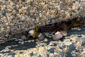Top shells,dog whelk and limpets on rocks covered in barnacles