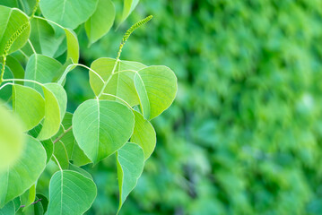水辺のナンキンハゼ
