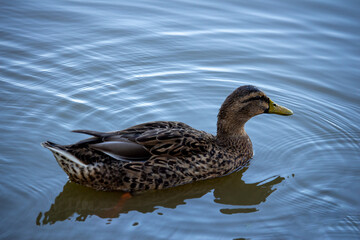 Pato fêmea do Mallard Anas platyrhynchos dos é um membro da família Anatidae