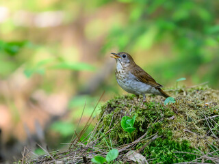 Veery portrait on mossy stump in Spring