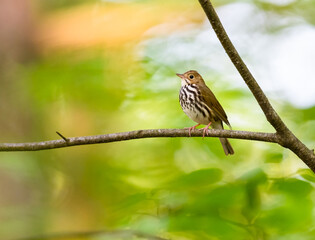 Ovenbird on tree branch in Spring  