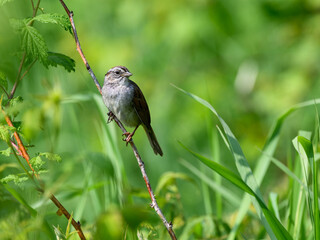 Fototapeta premium Swamp Sparrow on tree branch against green background