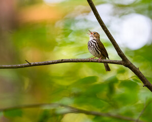 Ovenbird on tree branch calling in Spring