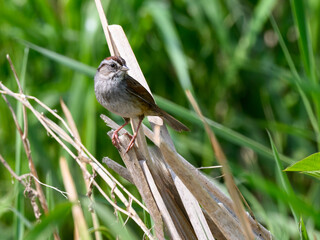 Swamp Sparrow on reeds stern against green background
