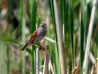 Swamp Sparrow on reeds stern against green background