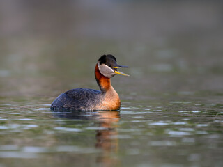 Red Necked Grebe swimming in dark water