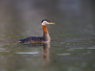 Red Necked Grebe swimming in dark water