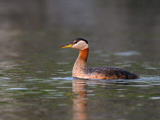Red Necked Grebe swimming in dark water