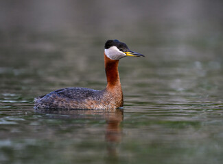Red Necked Grebe swimming in dark water
