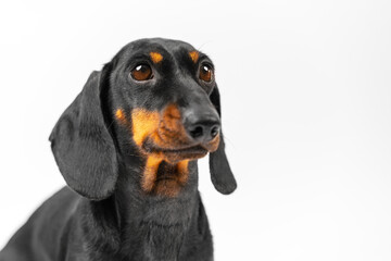 A cute close-up of a black dachshund dog against a white background. Adorable pup gaze upward with...