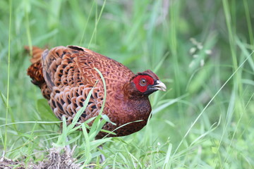 Copper Pheasant (Syrmaticus soemmerringii) ssp.soemmerringii, north Kyushu subspecies, in Japan