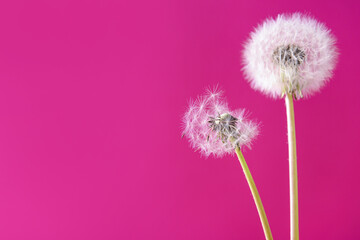White dandelions on pink background, closeup
